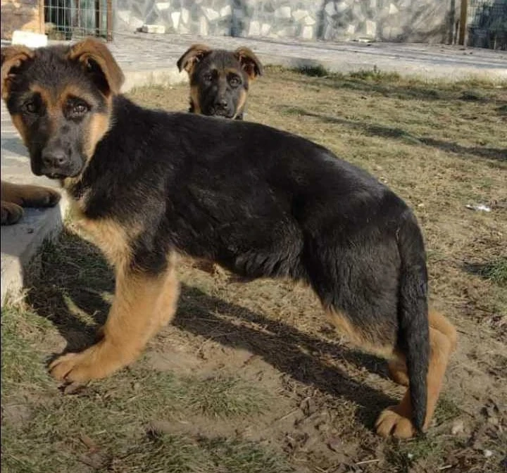 Femeluta CG, 4 luni cu pedegree din parinti deosebiți 