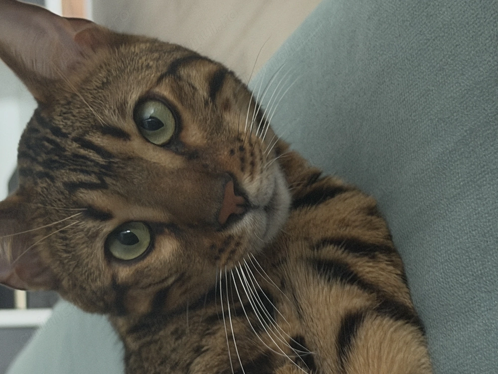 Adoptie motanel bengal