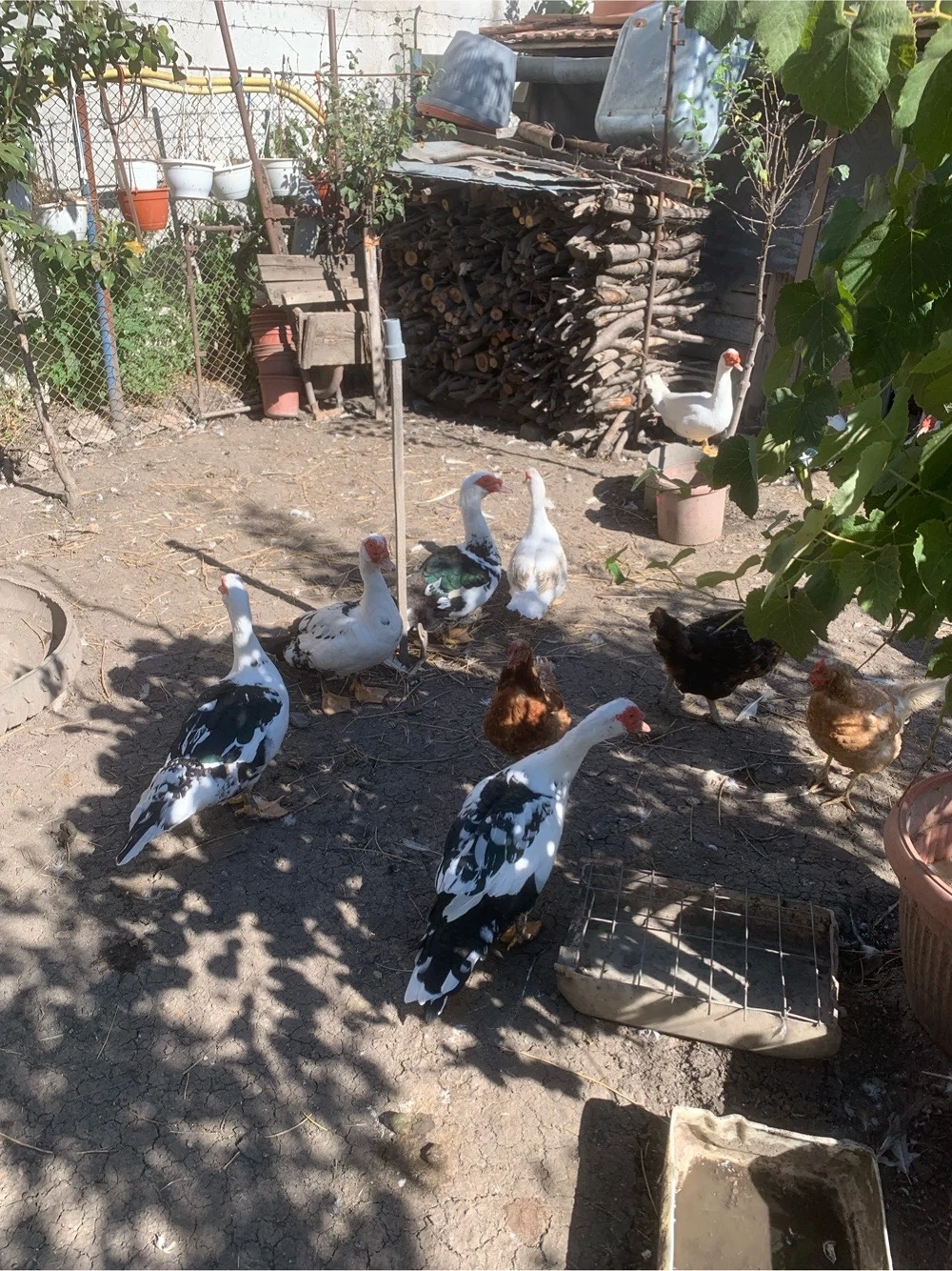 vand rățoi rața mută
