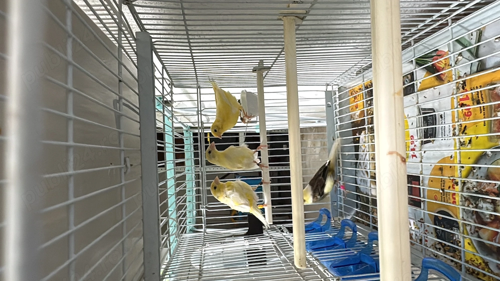 Canari Orpheus 2026 