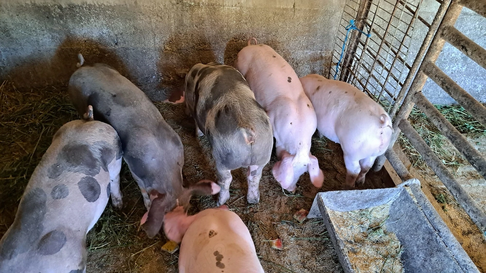 Vand purcei porci Pietrain x Duroc - Arges