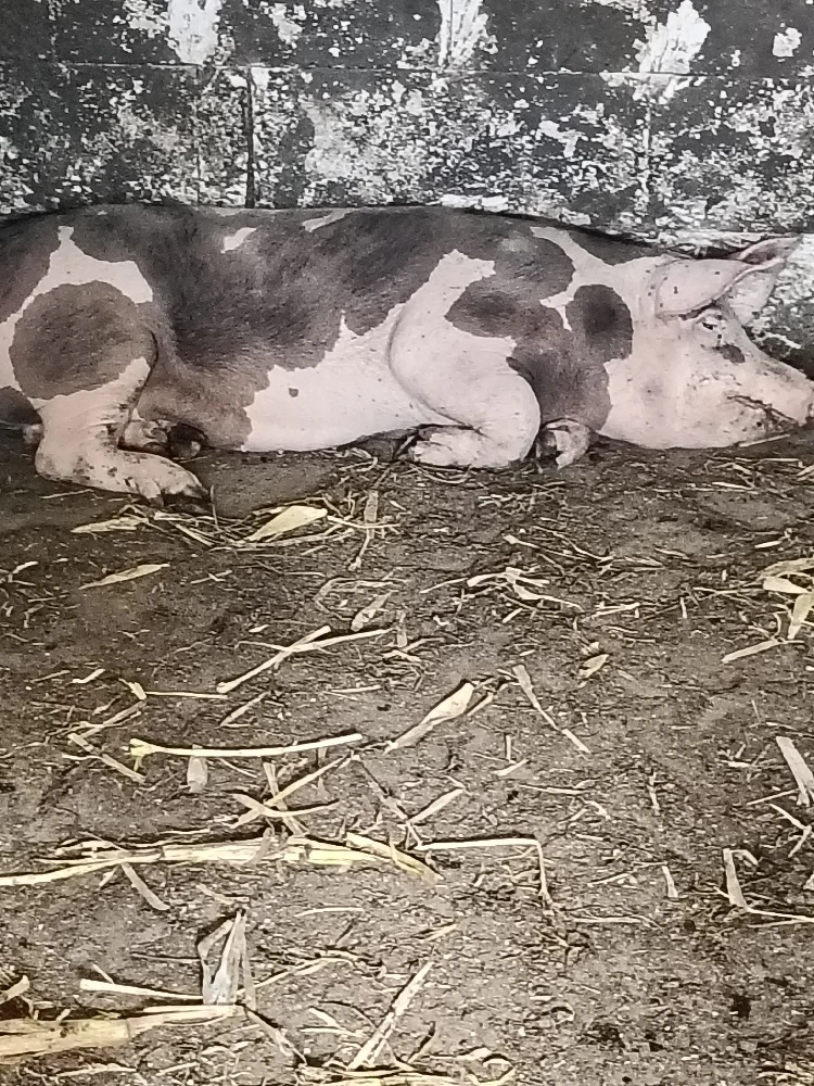 porci de vînzare 