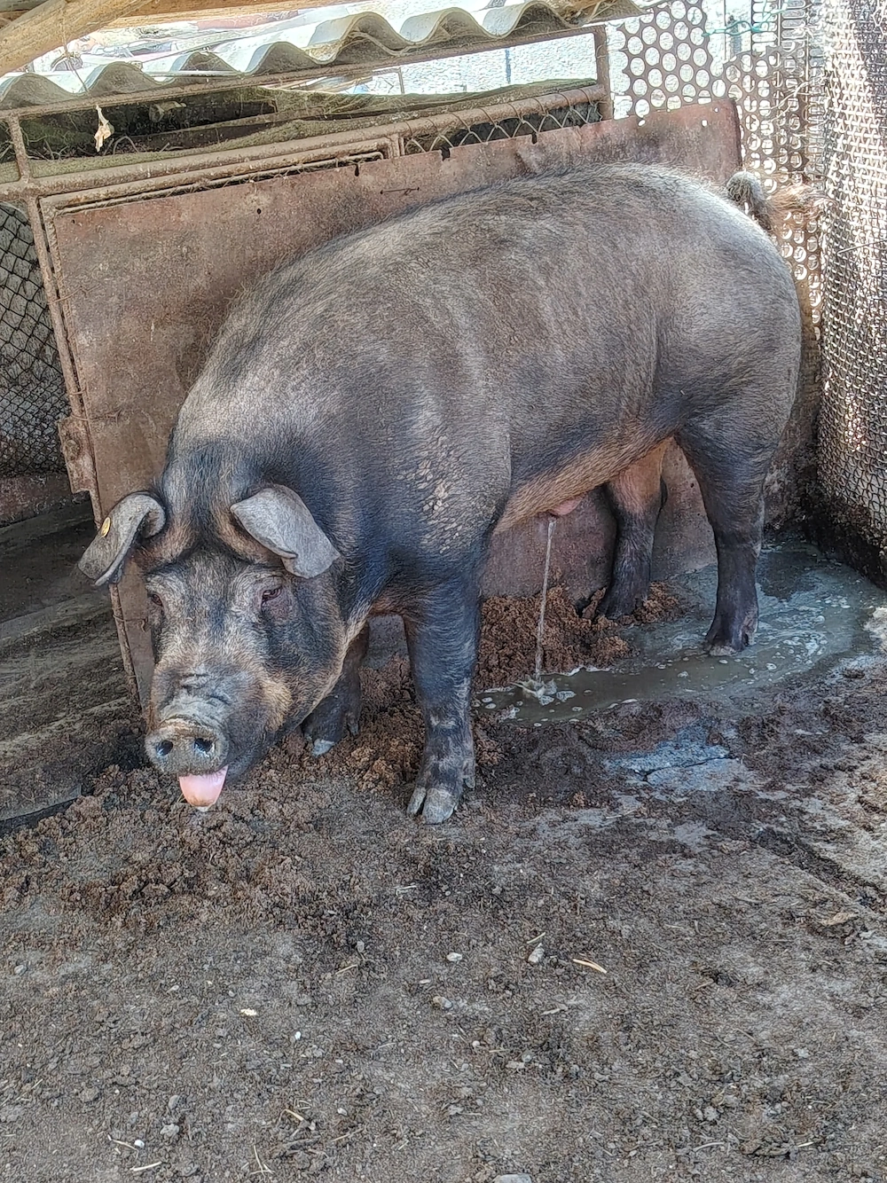 Vand vier Duroc American