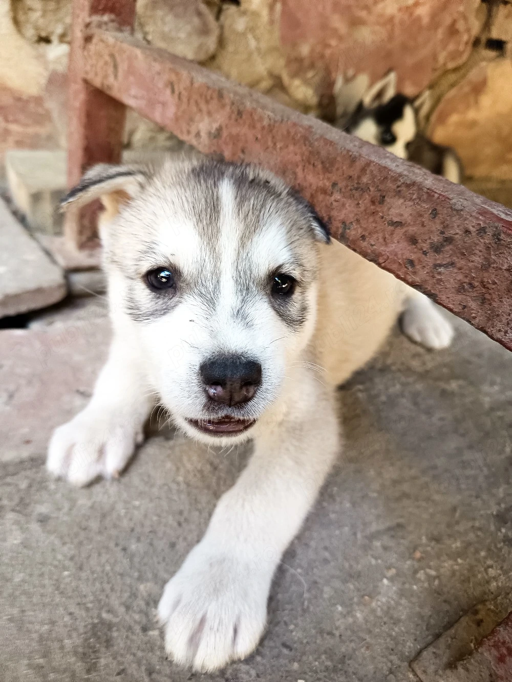 Vând cățeluși husky