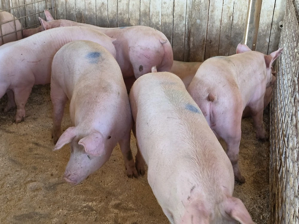 porci de carne 