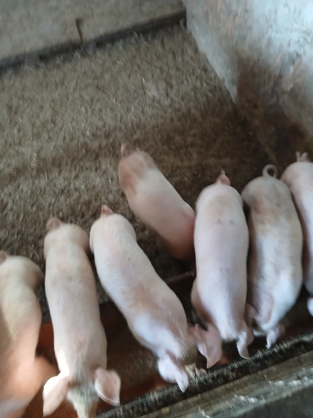Purcei de 6 saptamani