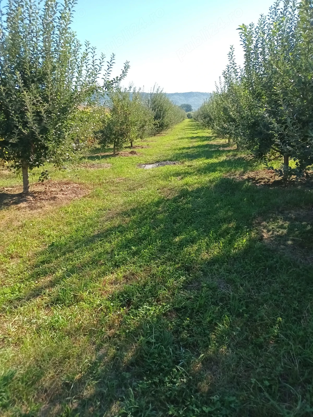 Vânzare teren intravilan si extravilan!