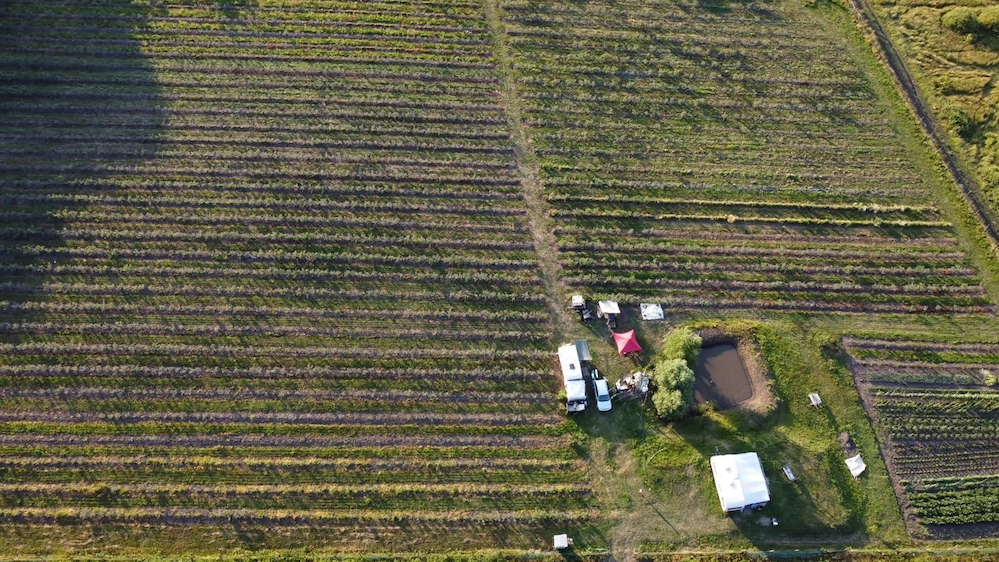 Vând plantație de afini zona Blăjenii de Jos 