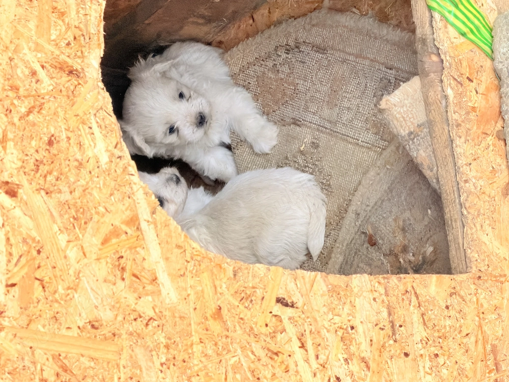 Bichon maltez minitoy 