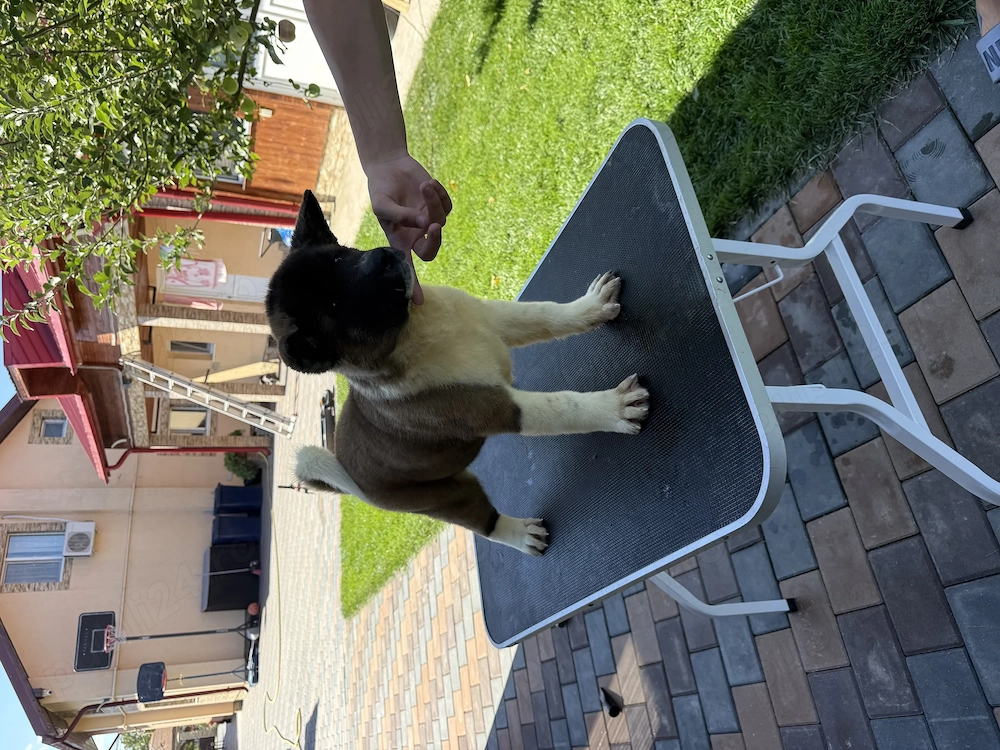 Femela Akita american  , pedeegree tip A