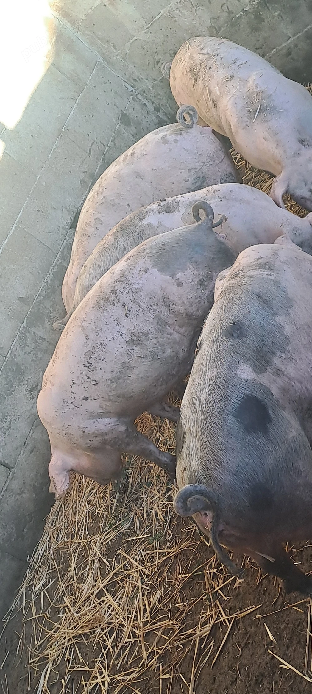 Vînd șuldei 50 _60 kg 