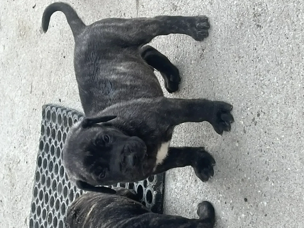 Caței presa canario