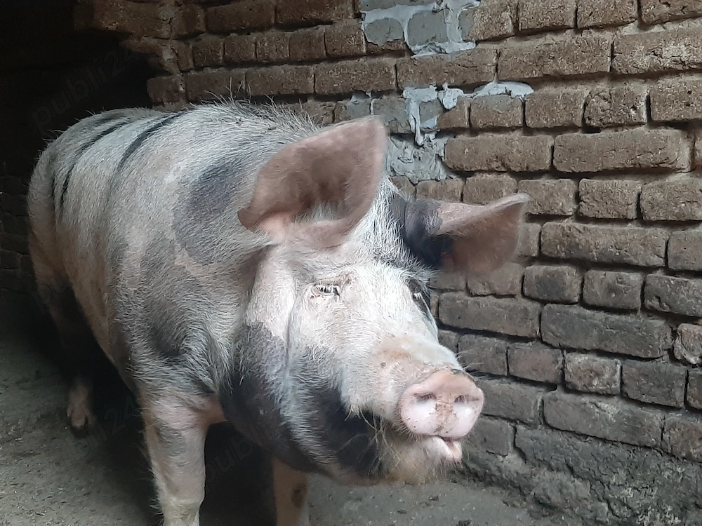 De vânzare PORC pentru sacrificare 
