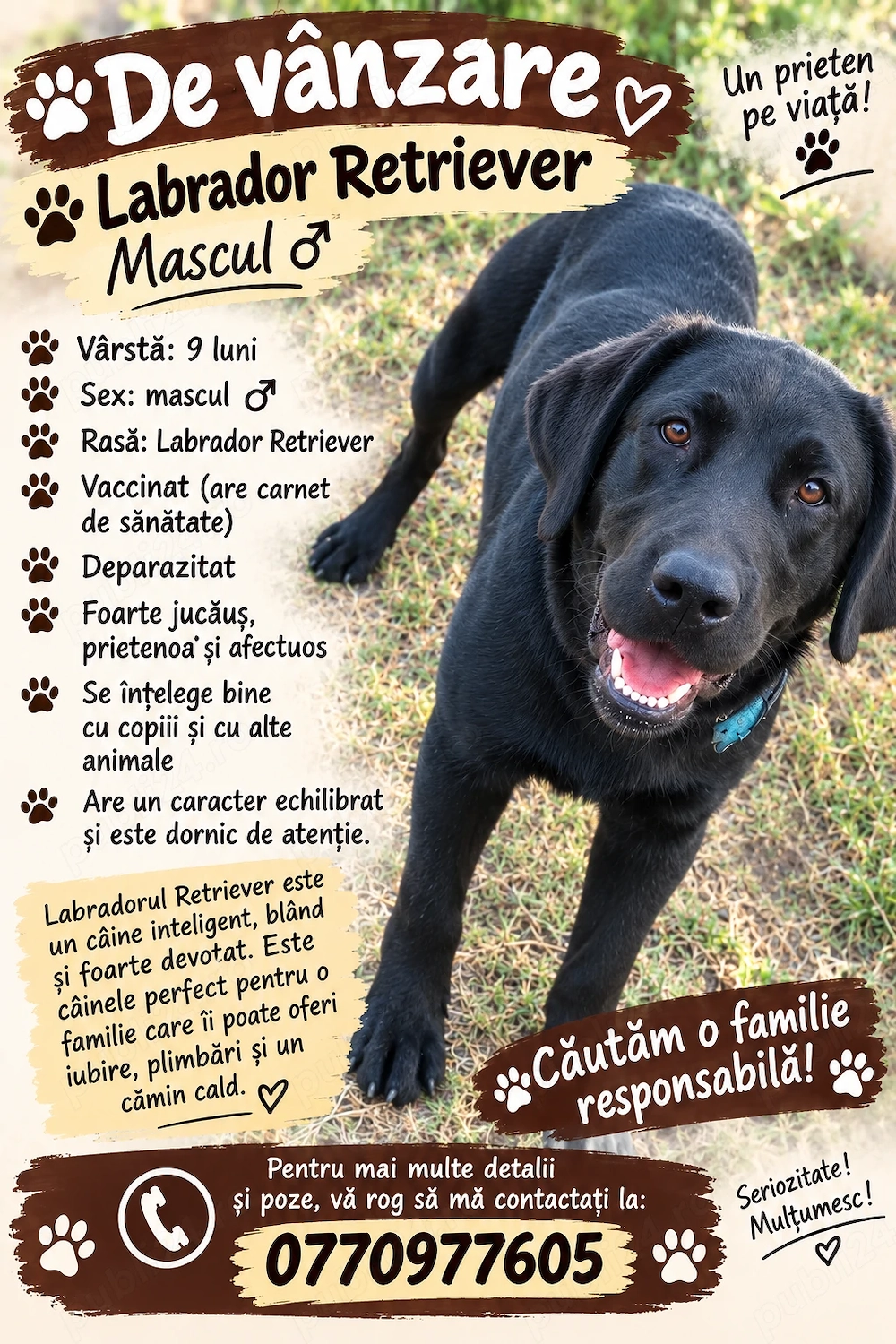 Labrador retriever 