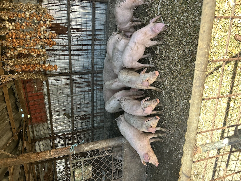 Landrace metis