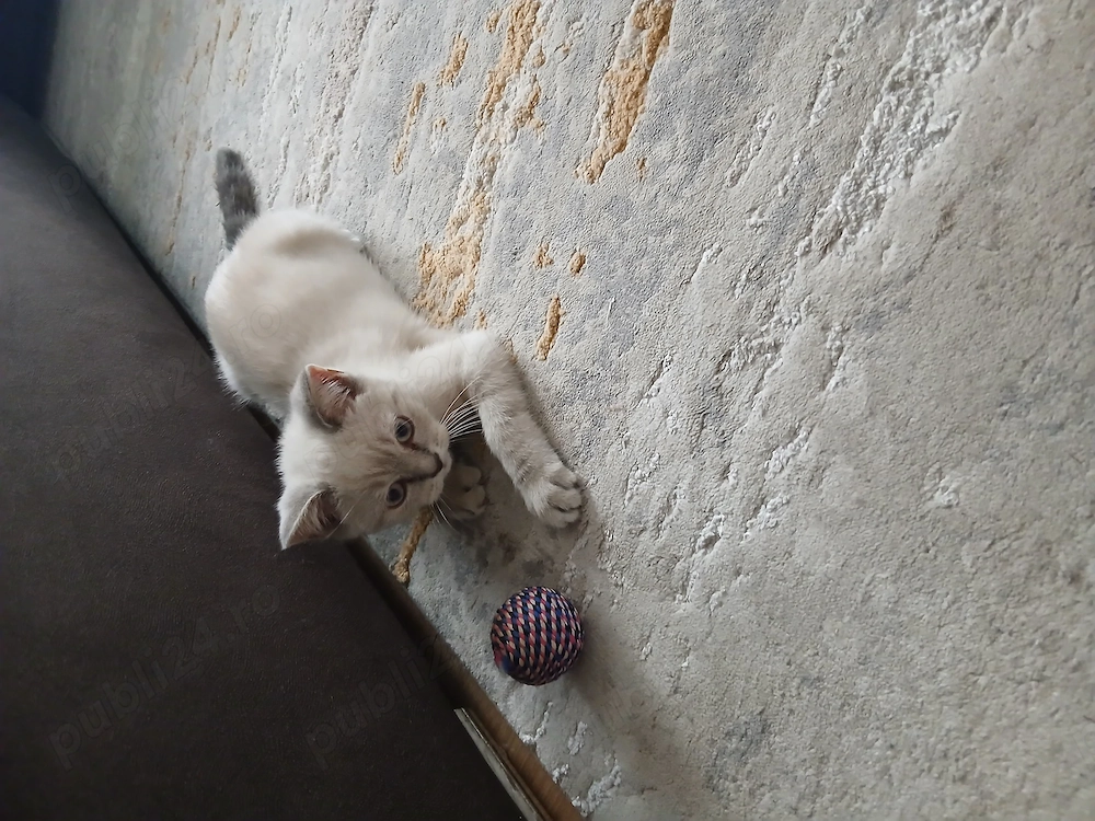 Pisoi Brittish Shorthair