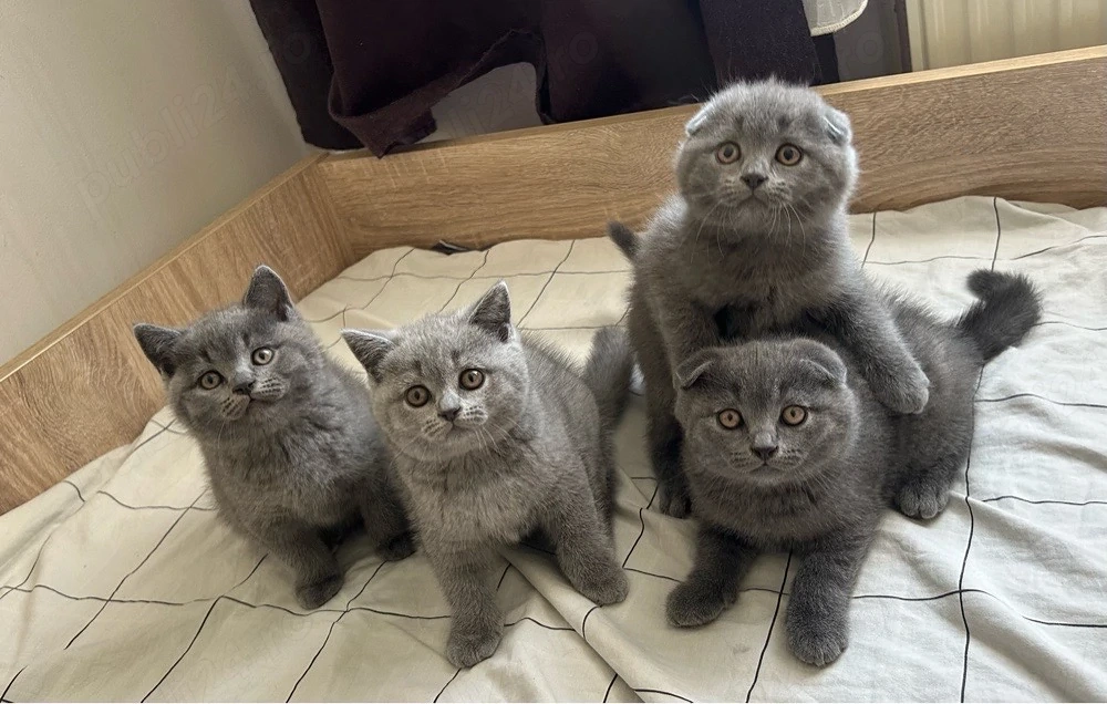 British Shorthair Scottish Fold