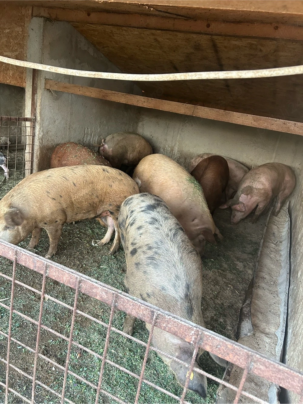 porci de vanzare 