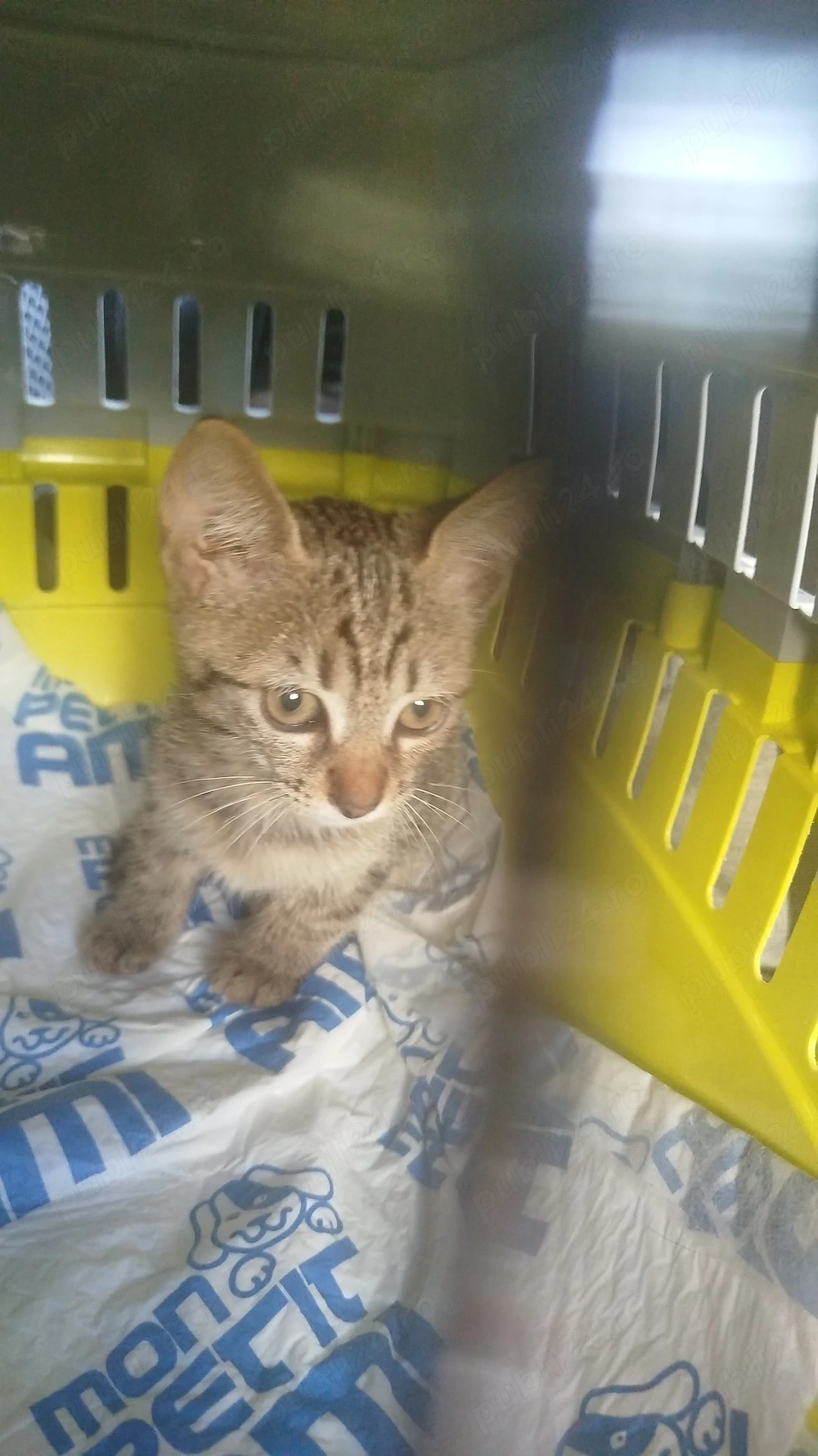 Pisica mica și frumușică - pentru adopție 