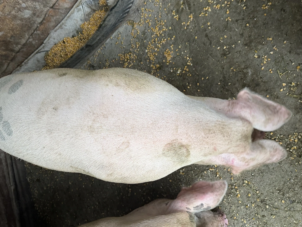 Vând Porci crescuți natural