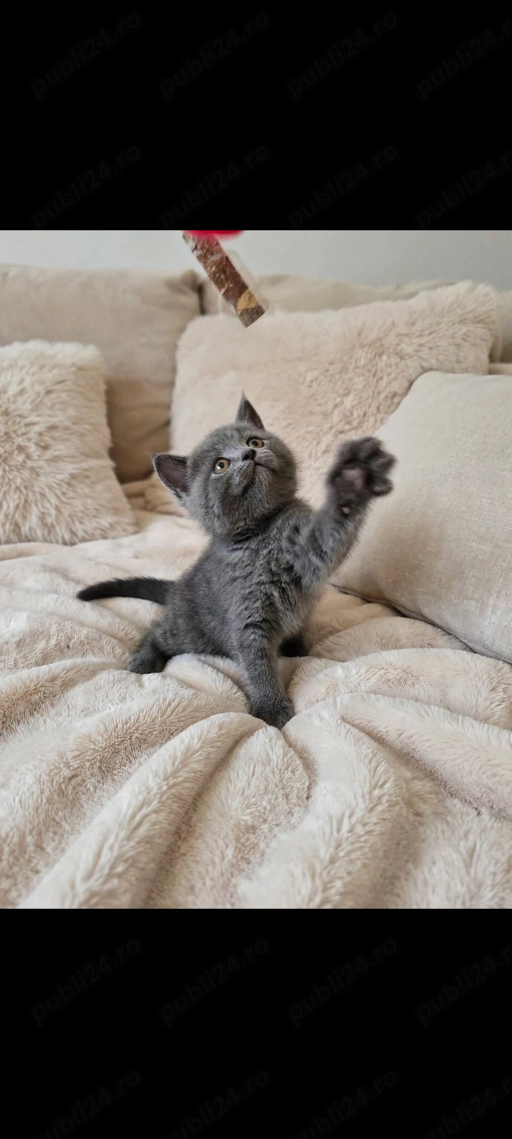 Pisicuțe british shorthair 