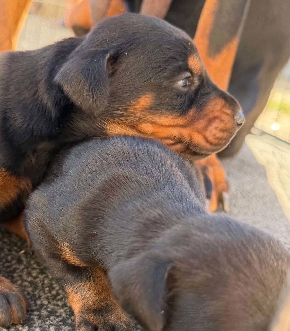 Pui doberman de vanzare