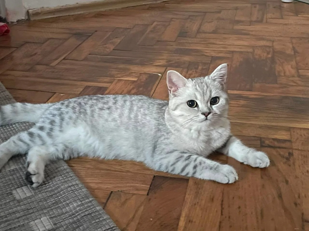 Vând pisică British Shorthair 