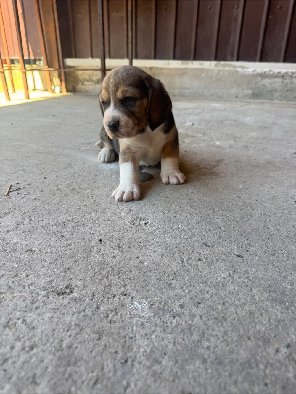 Beagle Pui