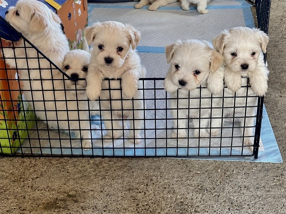 Pui bichon maltez