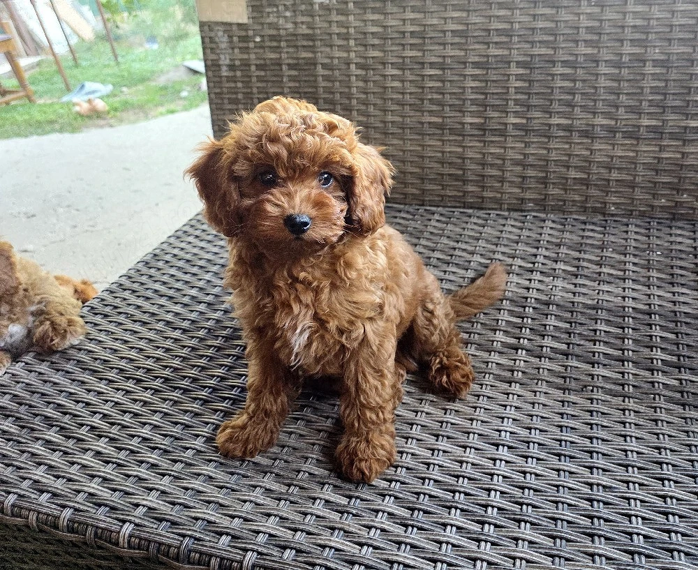 Pudel toy caniche