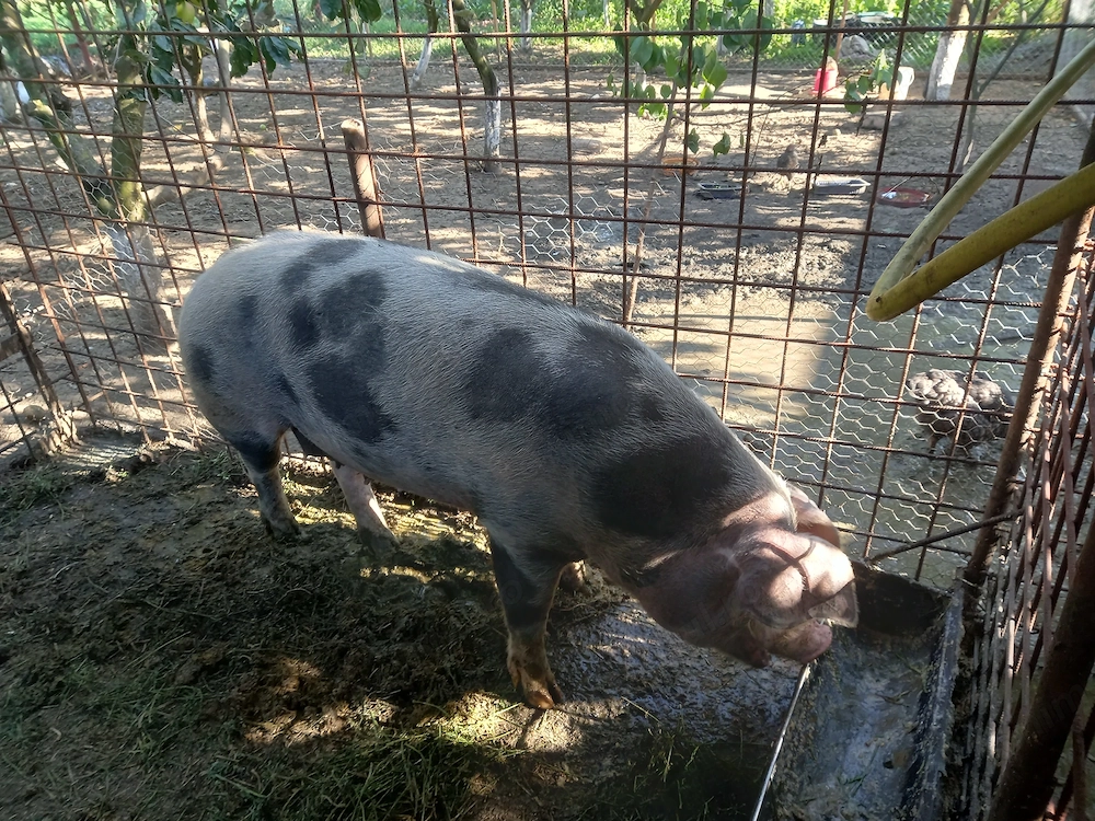 Scroafa pietran