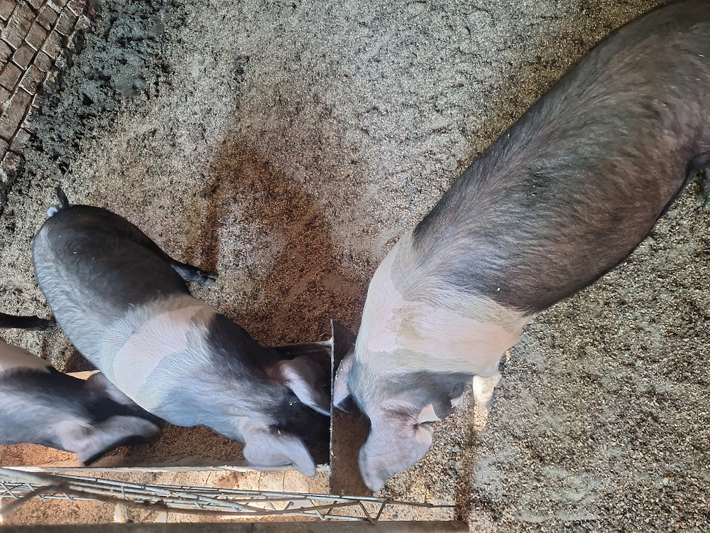 Porci bazna