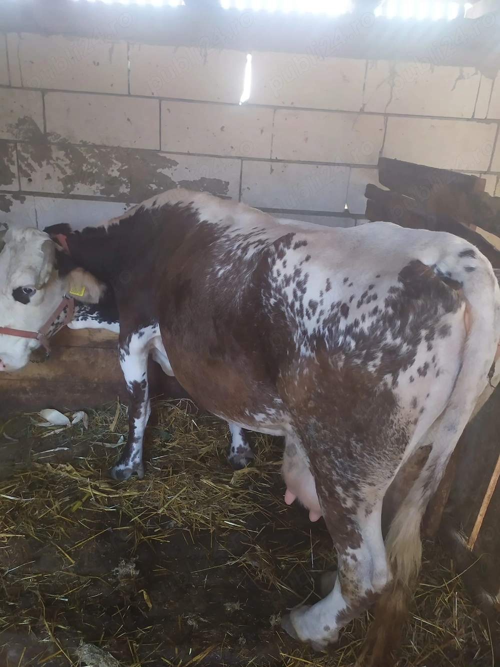 Vând vaca, vârstă 10 ani