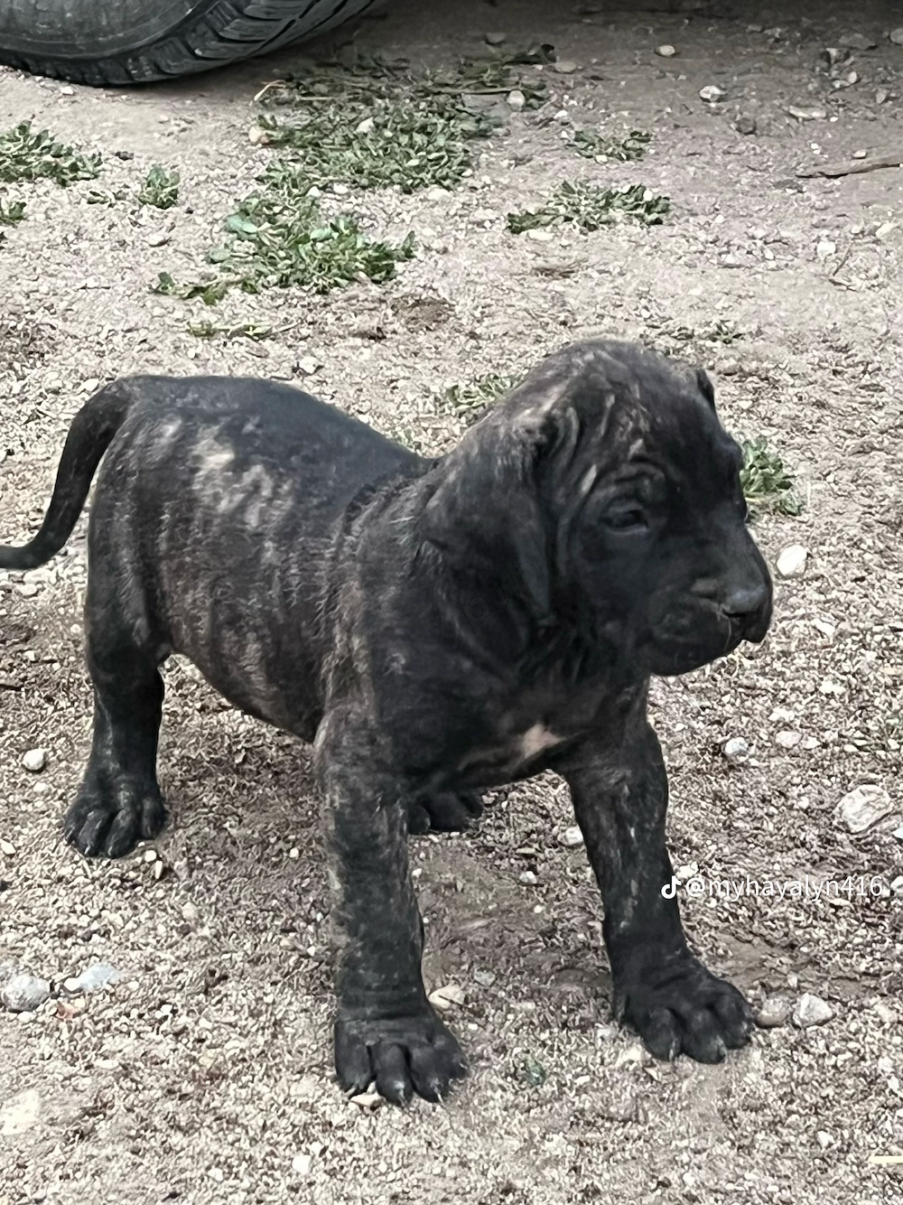 Căței presa canario 