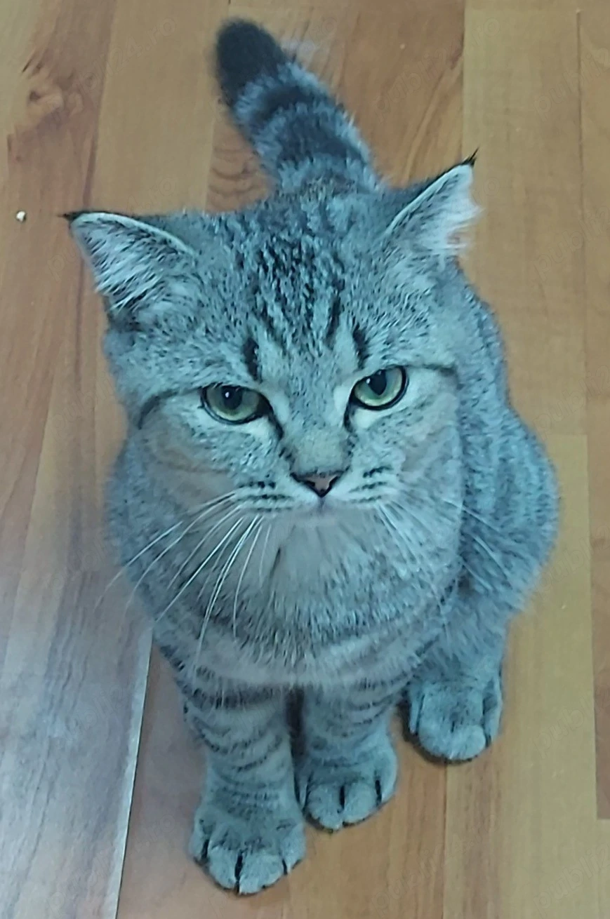 pisici british shorthair si scotish fold