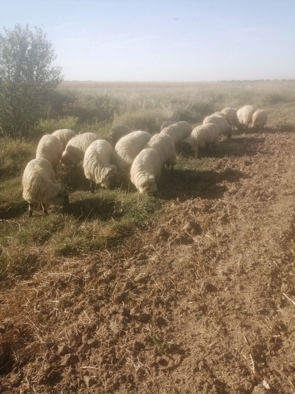 Oi bucalai mielute și berbecuți 