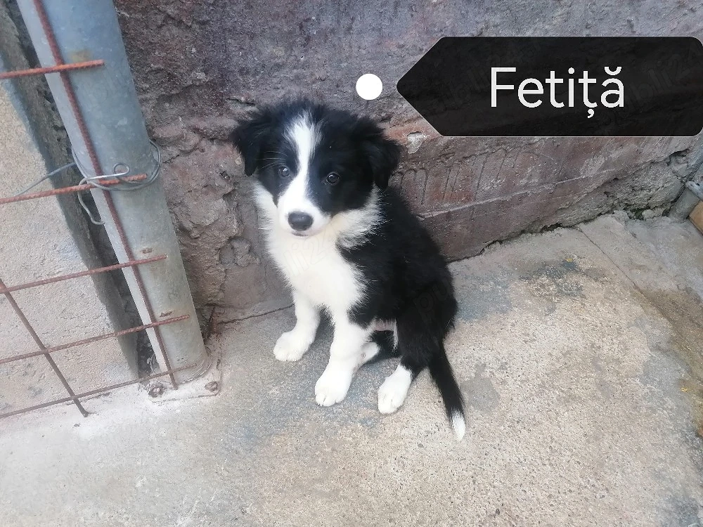 Puiuți Border Collie 