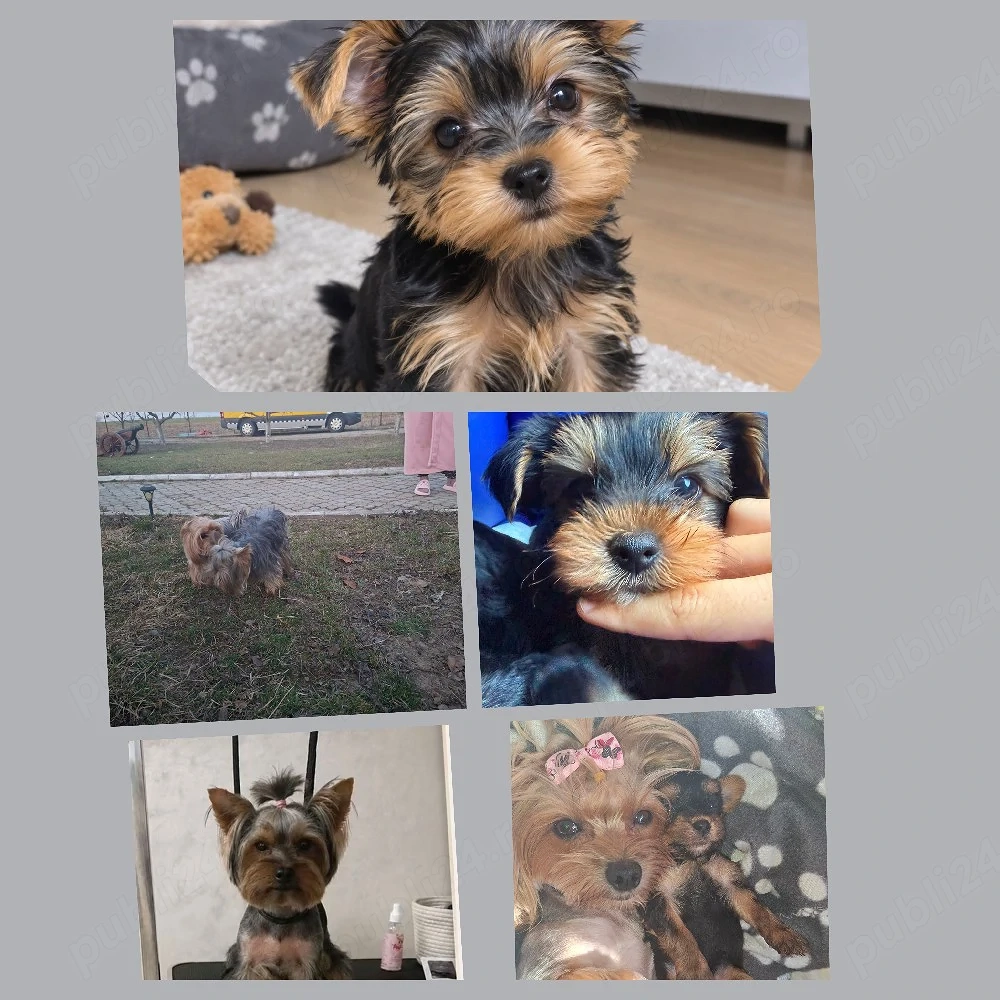 cățeluș yorki