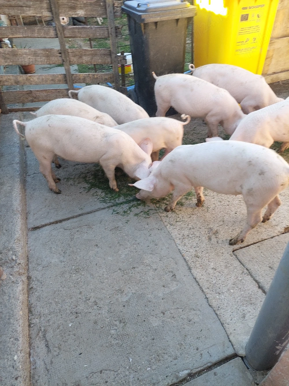purcei disponibili 