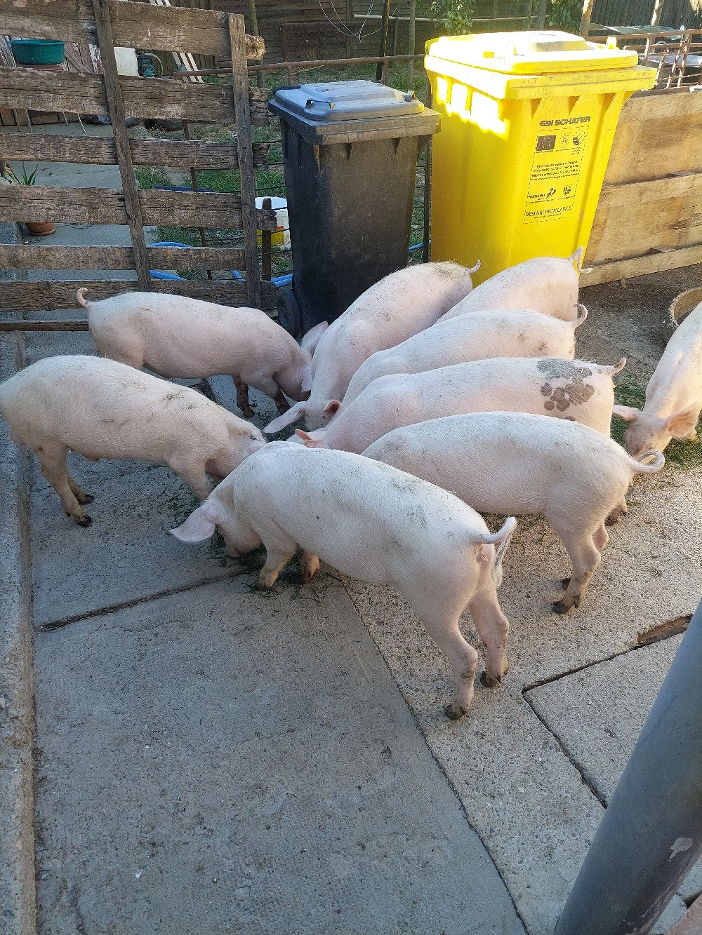purcei disponibili 