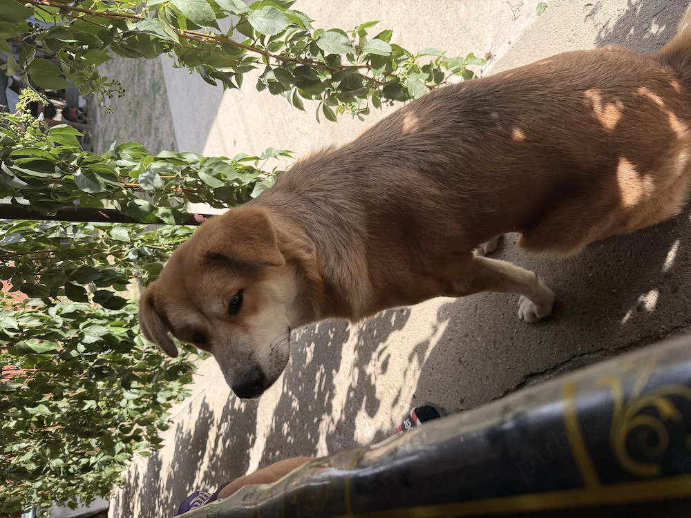 Căutăm o nouă casă 