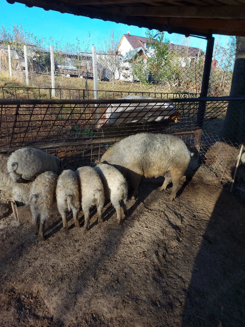 Porci Mangalita