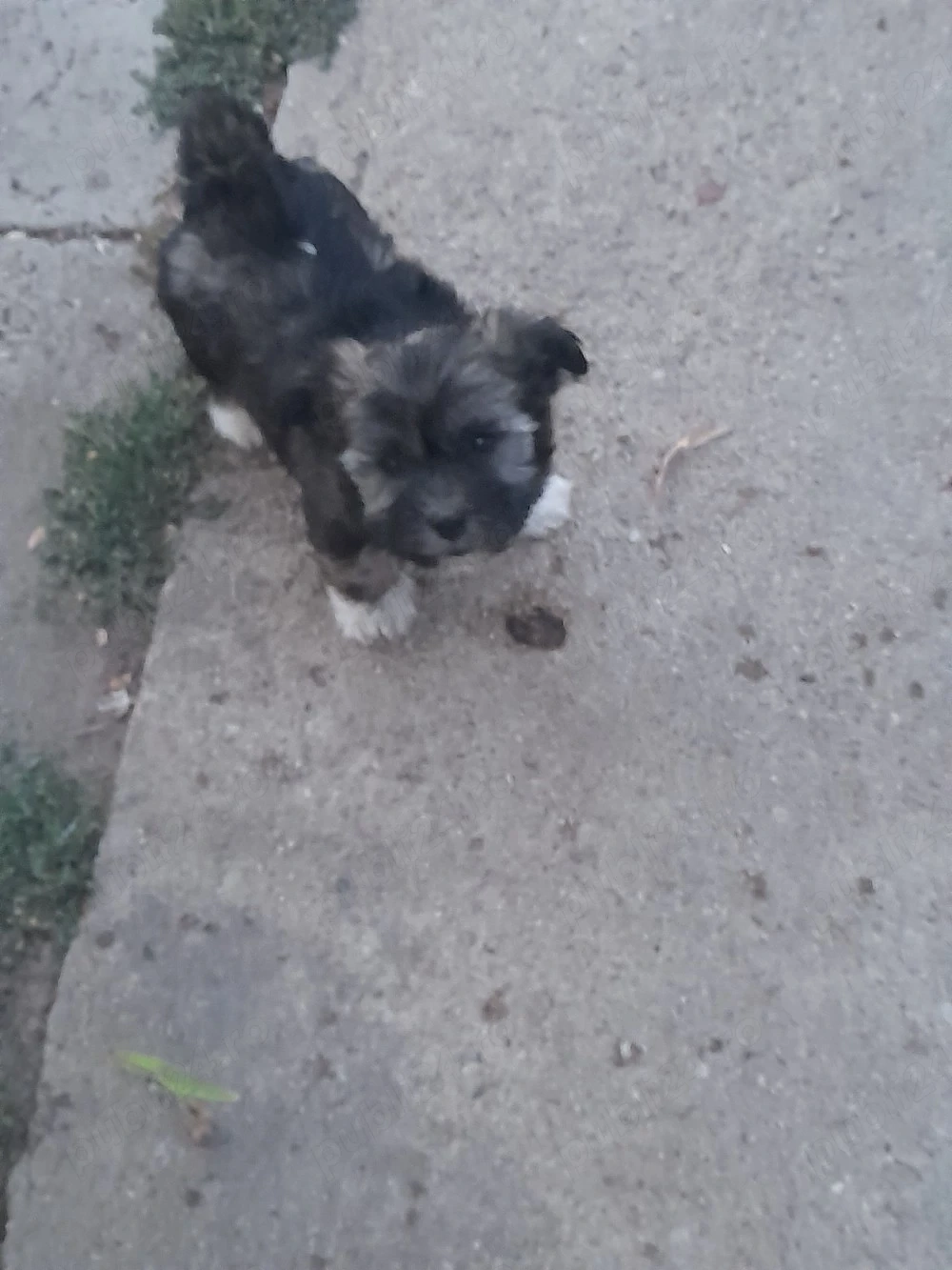 Disponibili bichonii maltez