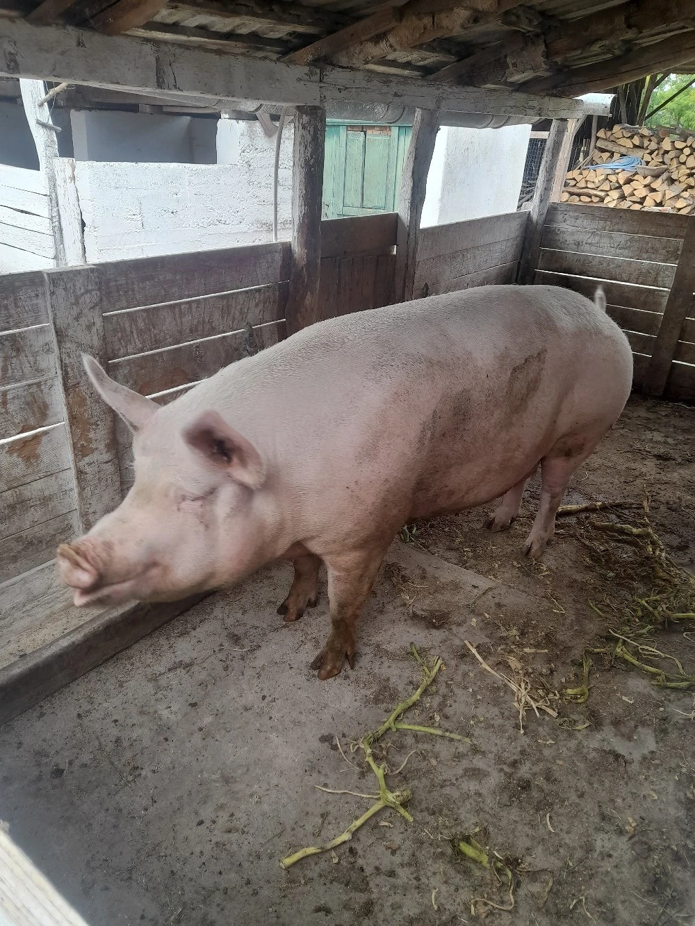 vand porc 