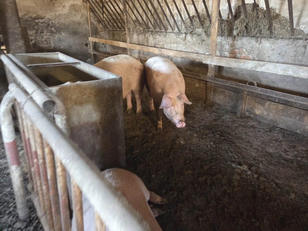 vand porci de casa