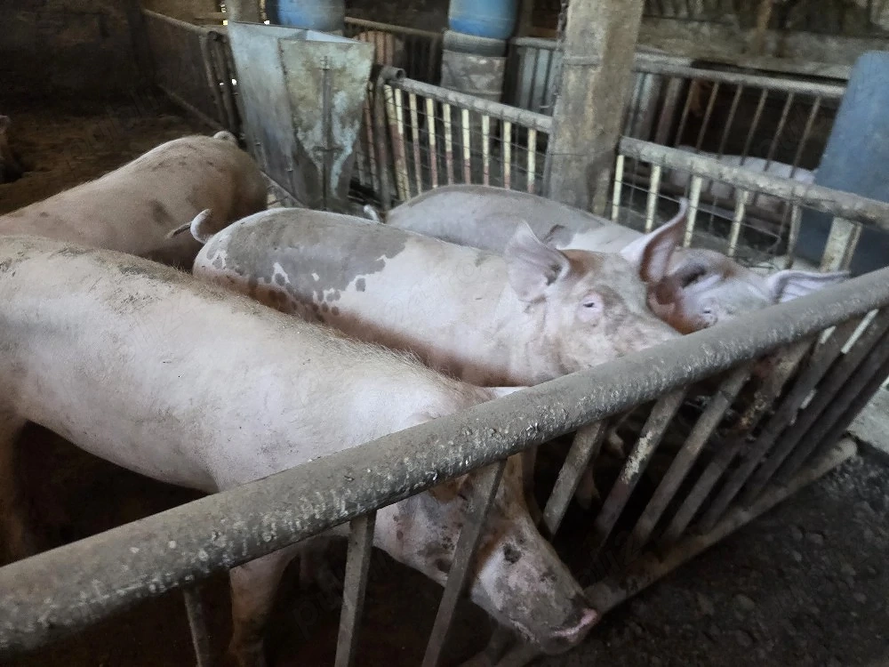 porci de casa