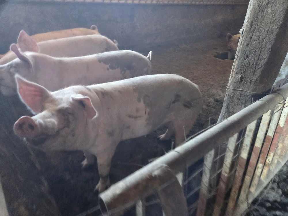 porci de casa