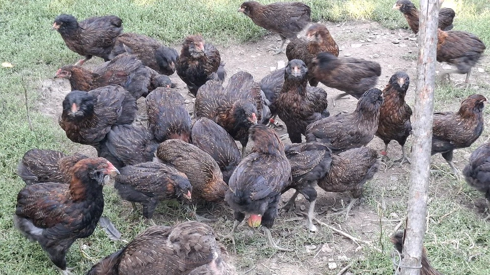 gaini pui araucana potarnichiu salbatic