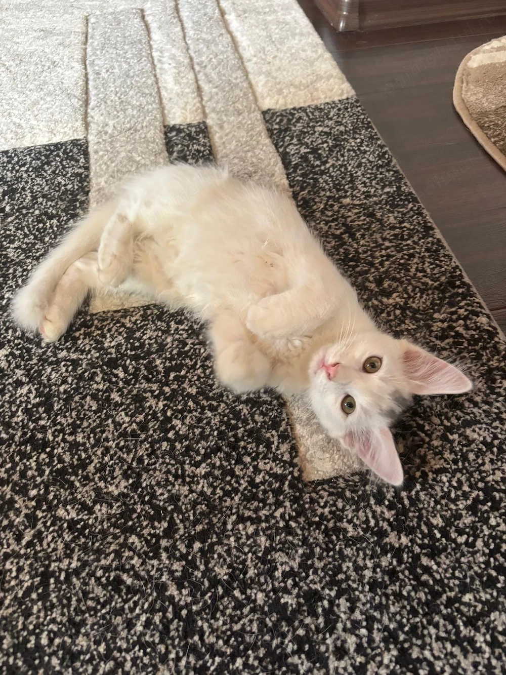 Pui Angora Turceasca