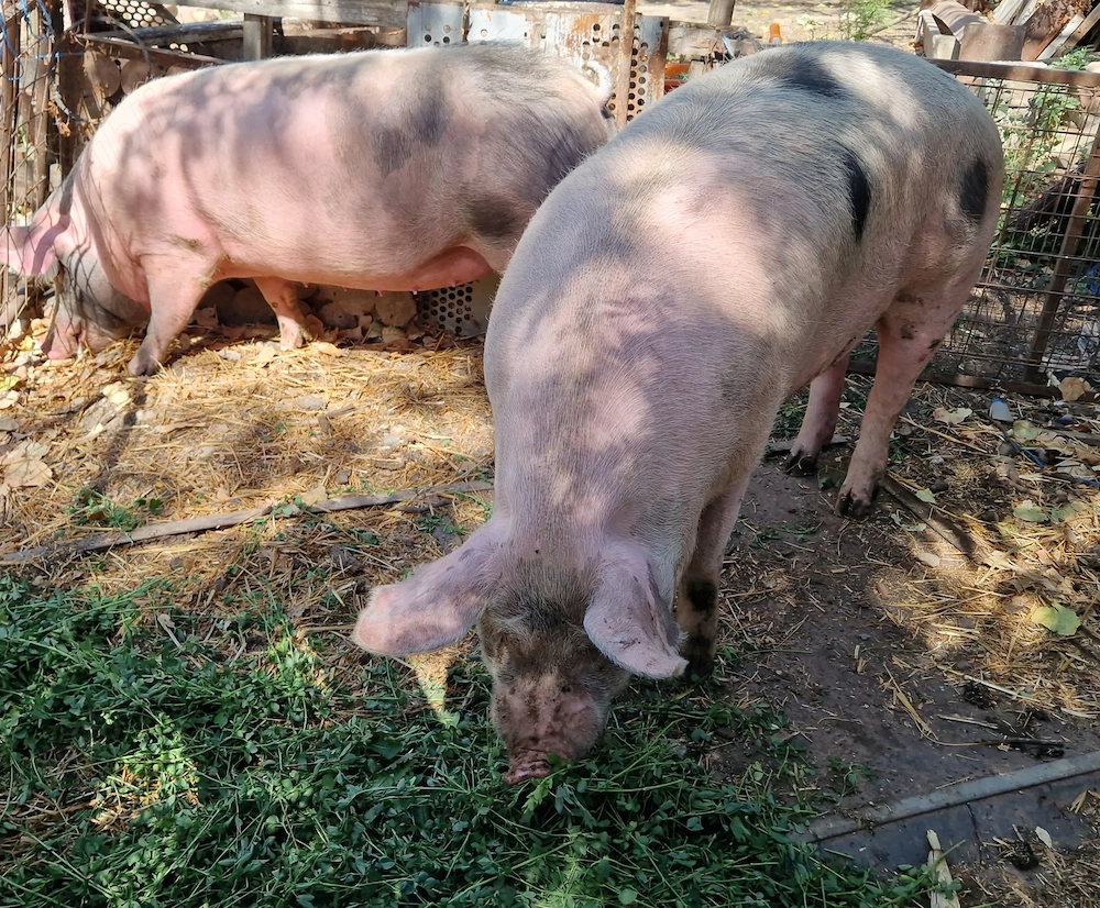 Vând porci grasi!